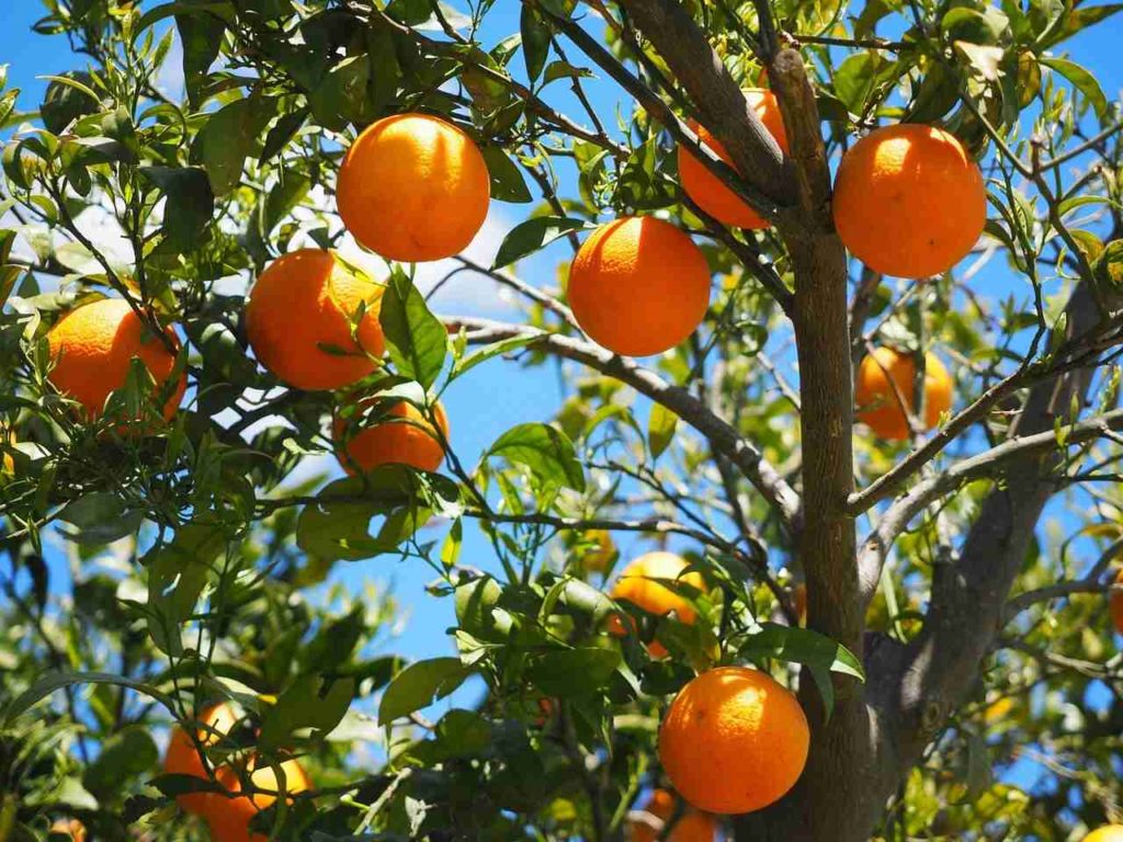 pomarańcze Hiszpania